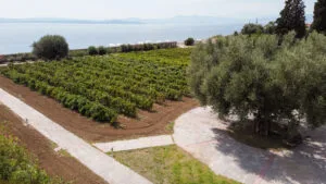 vineyard with olive trees