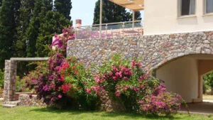 flowers from garden