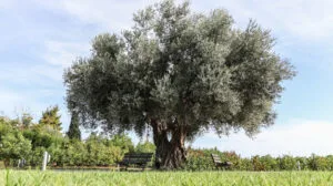 Enalia gi garden with olive tree