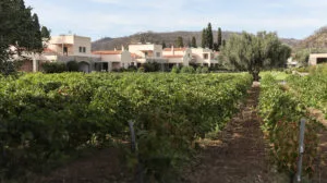 vineyard