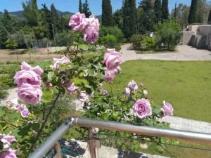 flowers from the garden